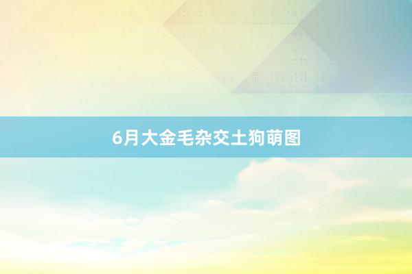6月大金毛杂交土狗萌图